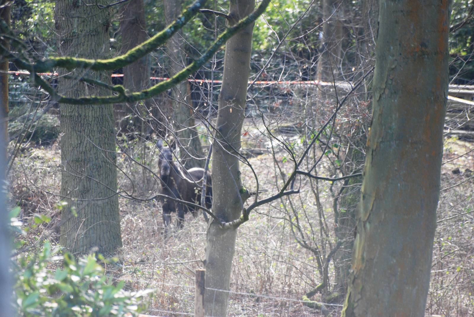 European Moose at Knowsley, 01/02/15