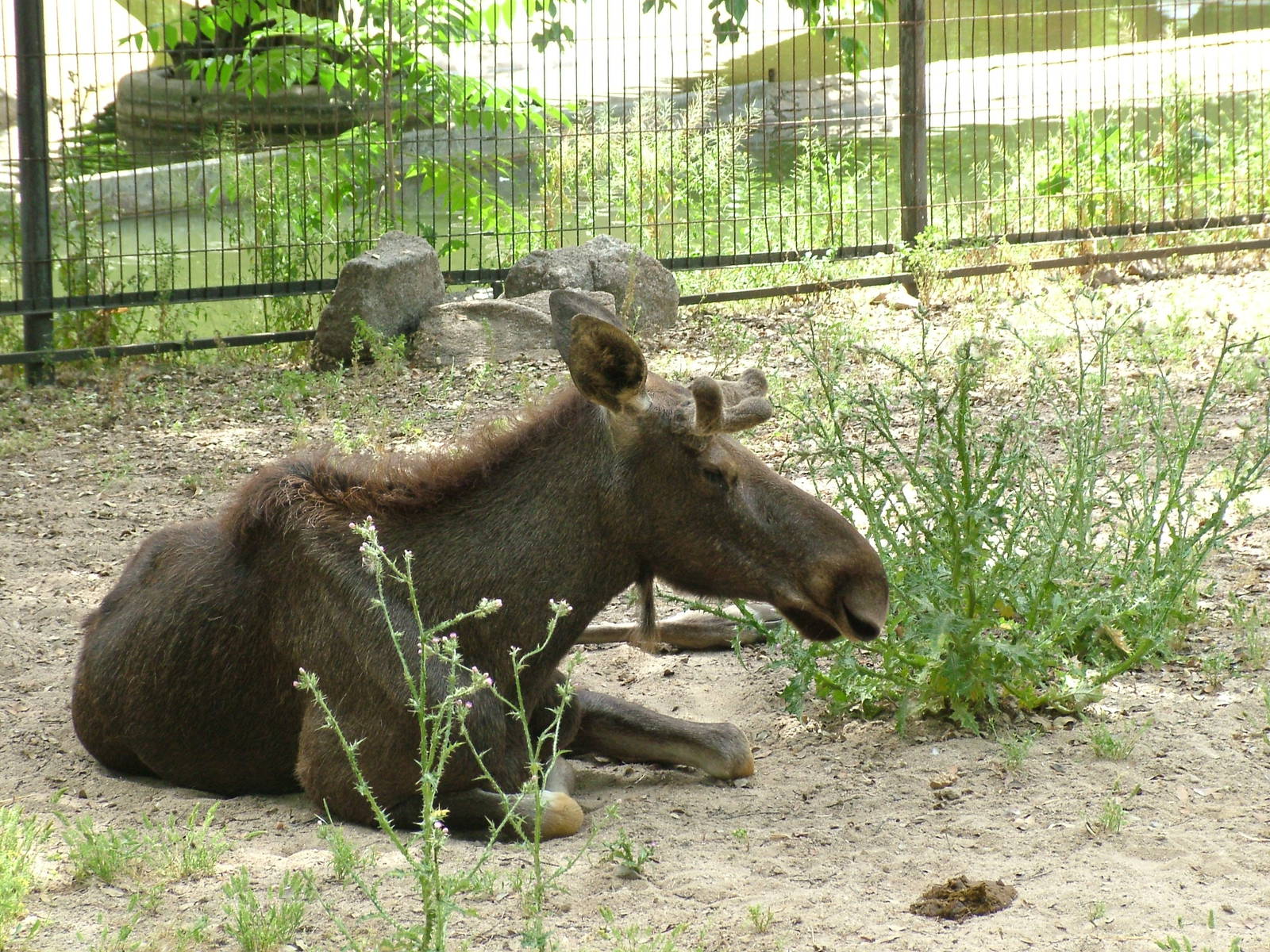 European Moose at Madrid Zoo Aquarium, 26/05/11