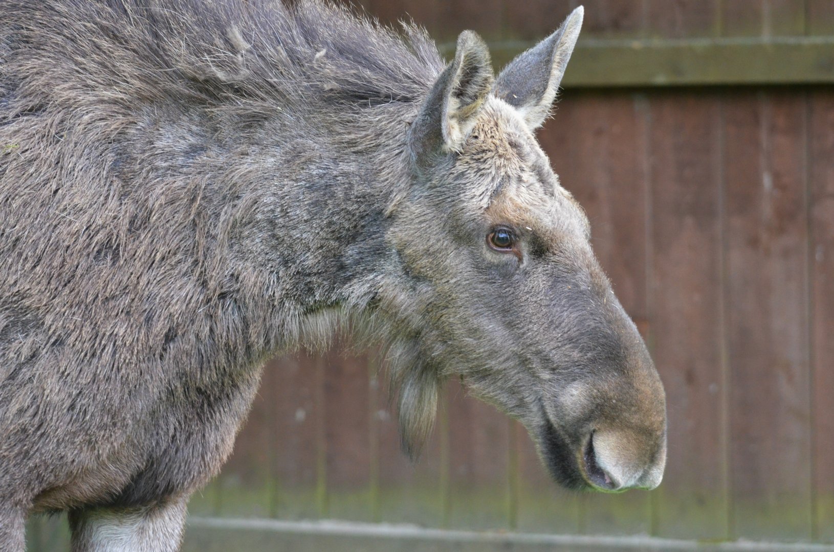 European Moose at Rezerwat Pokazowy Żubrów, Białowieża 07/05/19