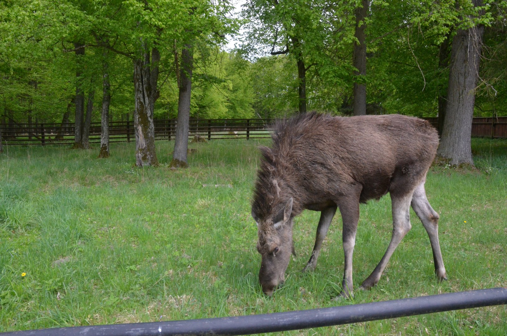European Moose at Rezerwat Pokazowy Żubrów, Białowieża 07/05/19