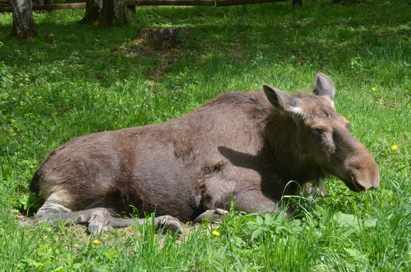European Moose at Rezerwat Pokazowy Żubrów, Białowieża 07/05/19