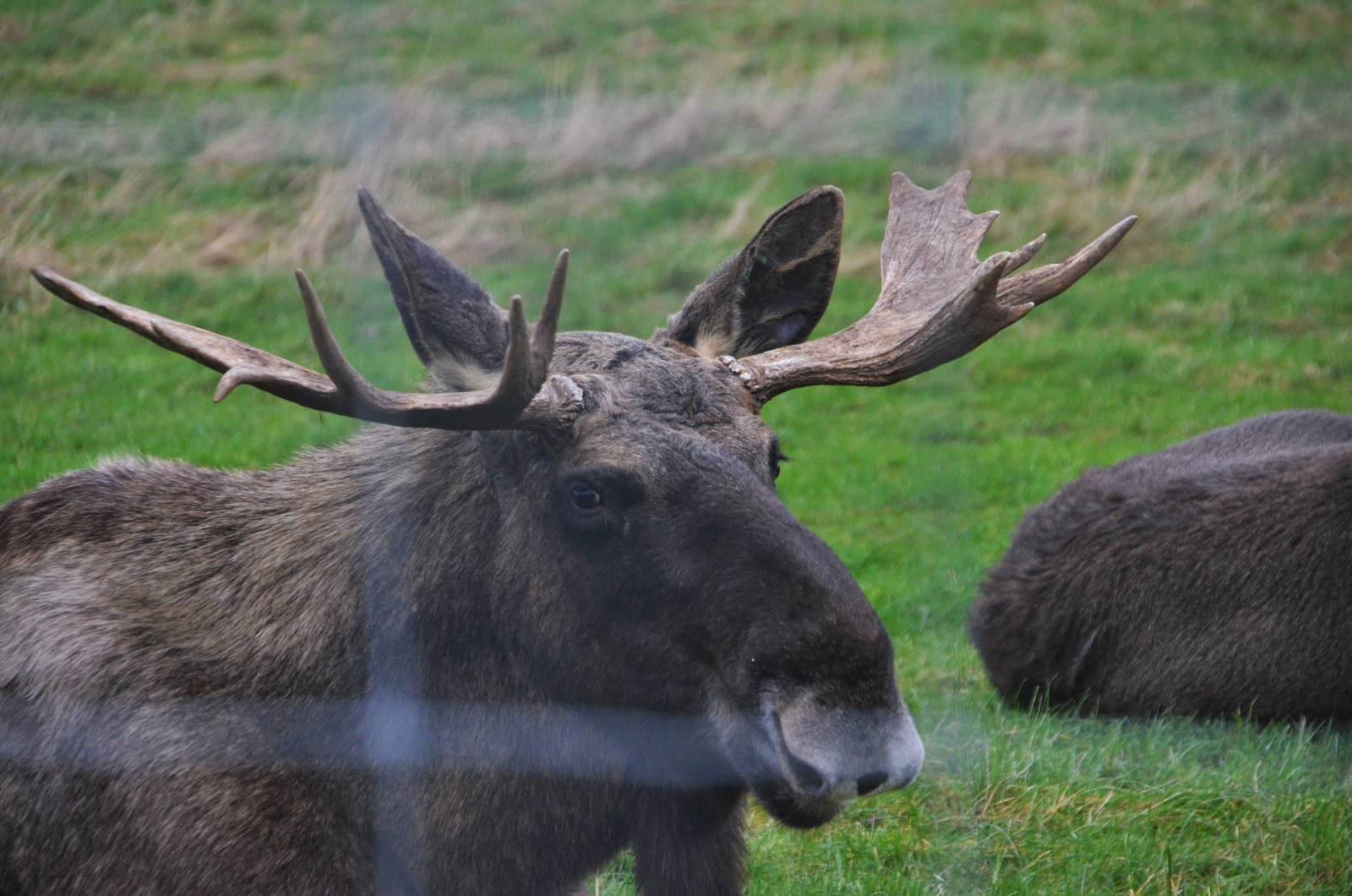 European Moose at the Scottish Deer Centre, 06/02/16