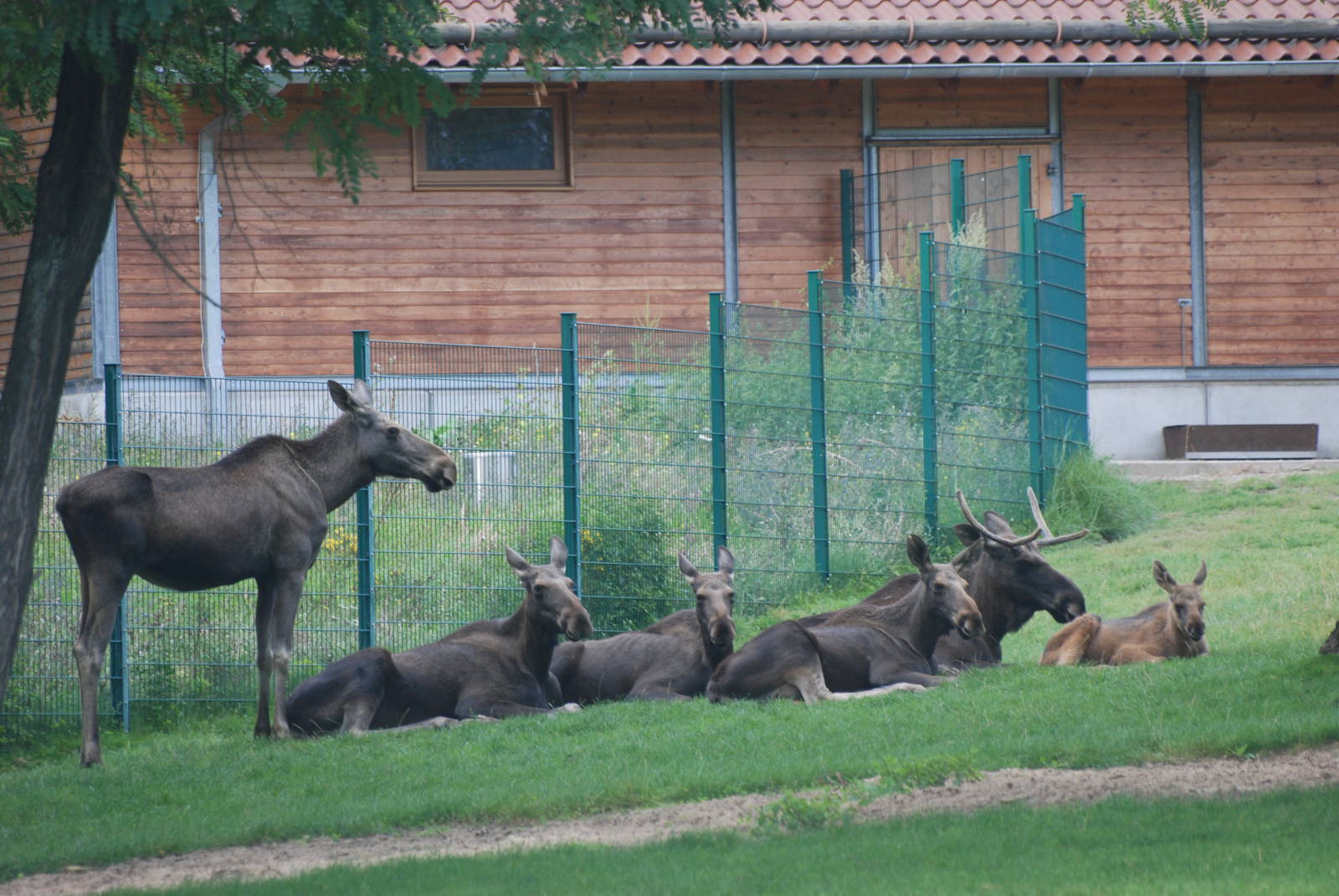 European Moose at Tierpark Berlin, 30/08/11