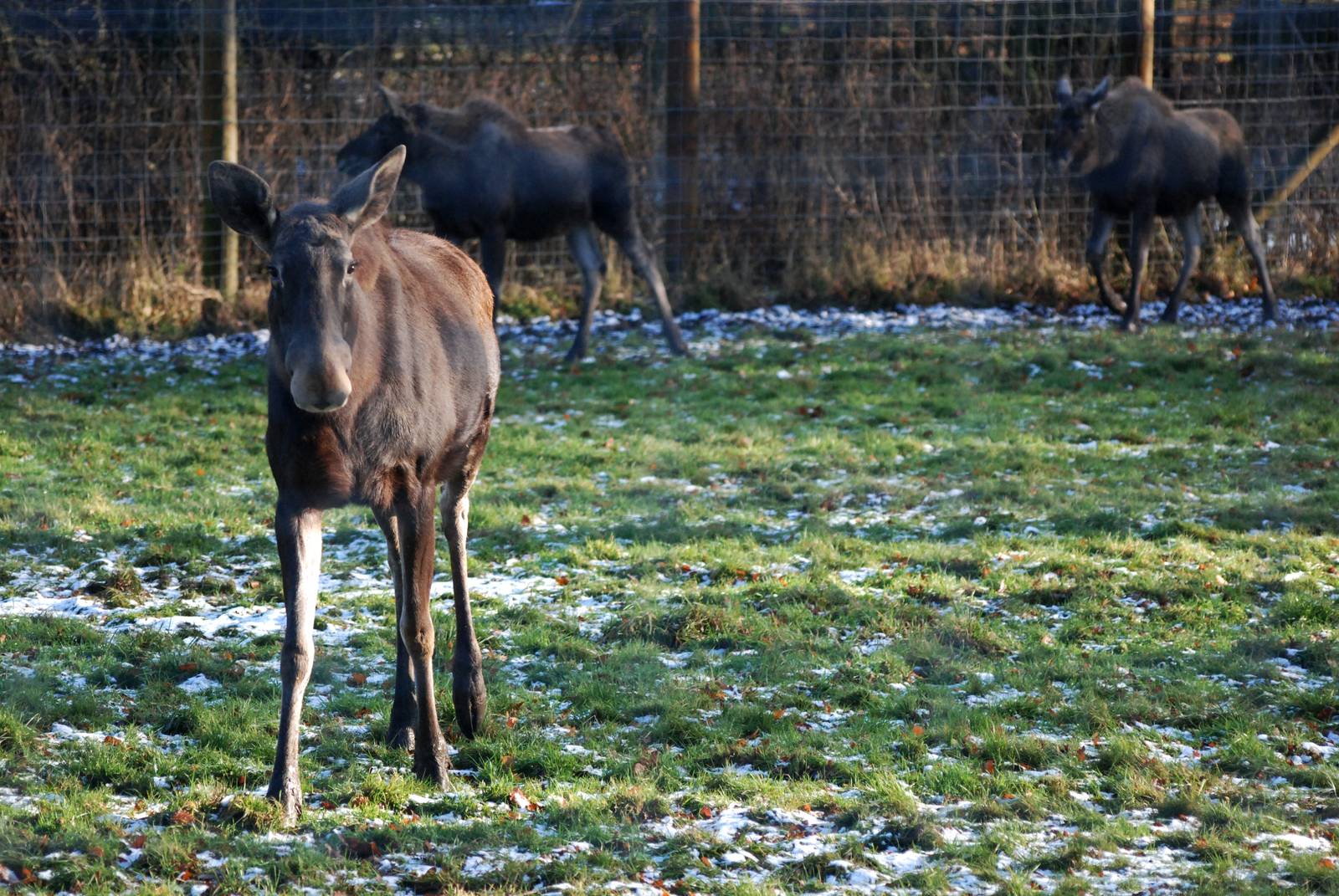European Moose at Whipsnade, 07/12/12