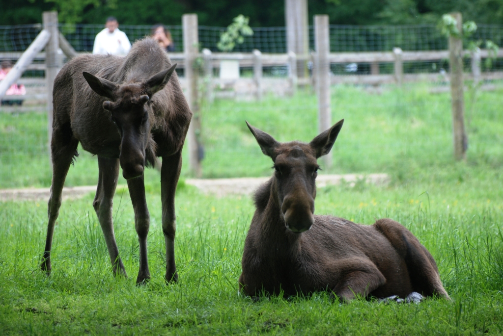 European Moose at Whipsnade, 31/05/14