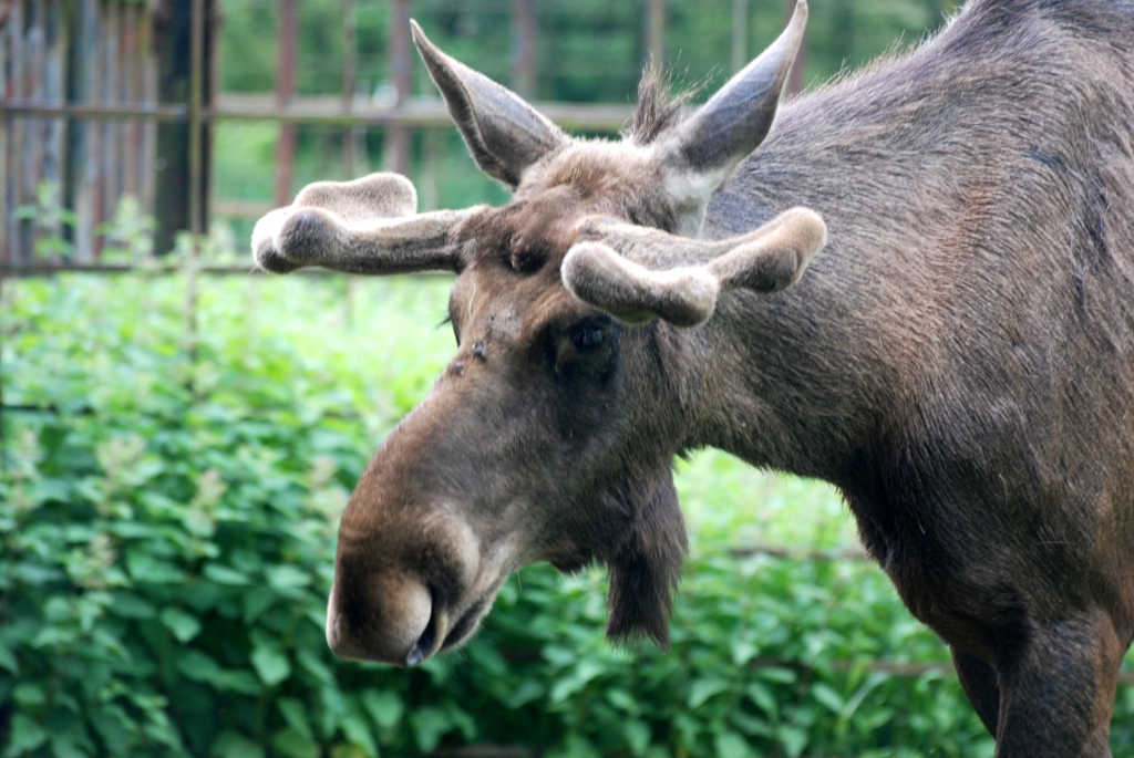 European Moose at Whipsnade, 31/05/14