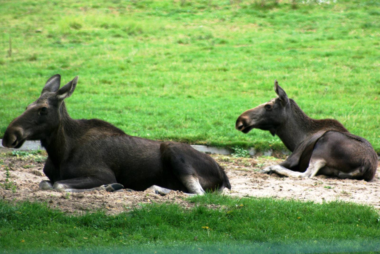 European moose; Berlin Tierpark; 9th September 2011