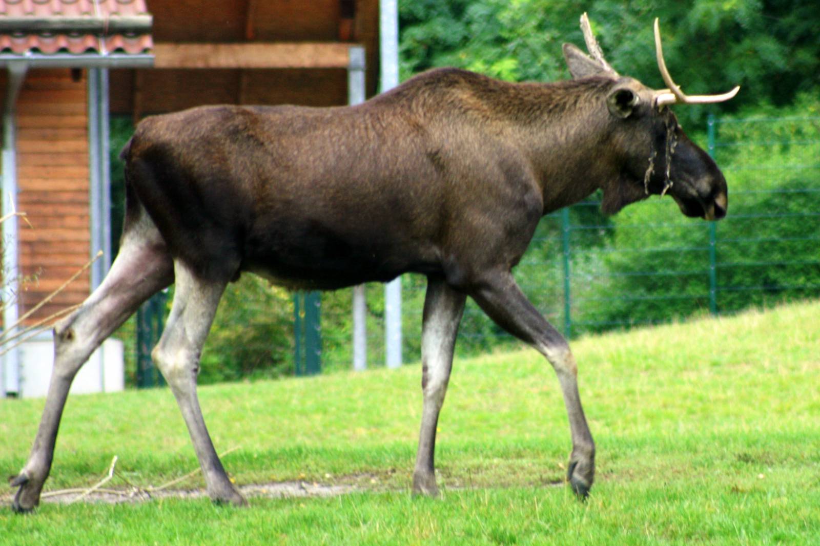 European moose; Berlin Tierpark; 9th September 2011