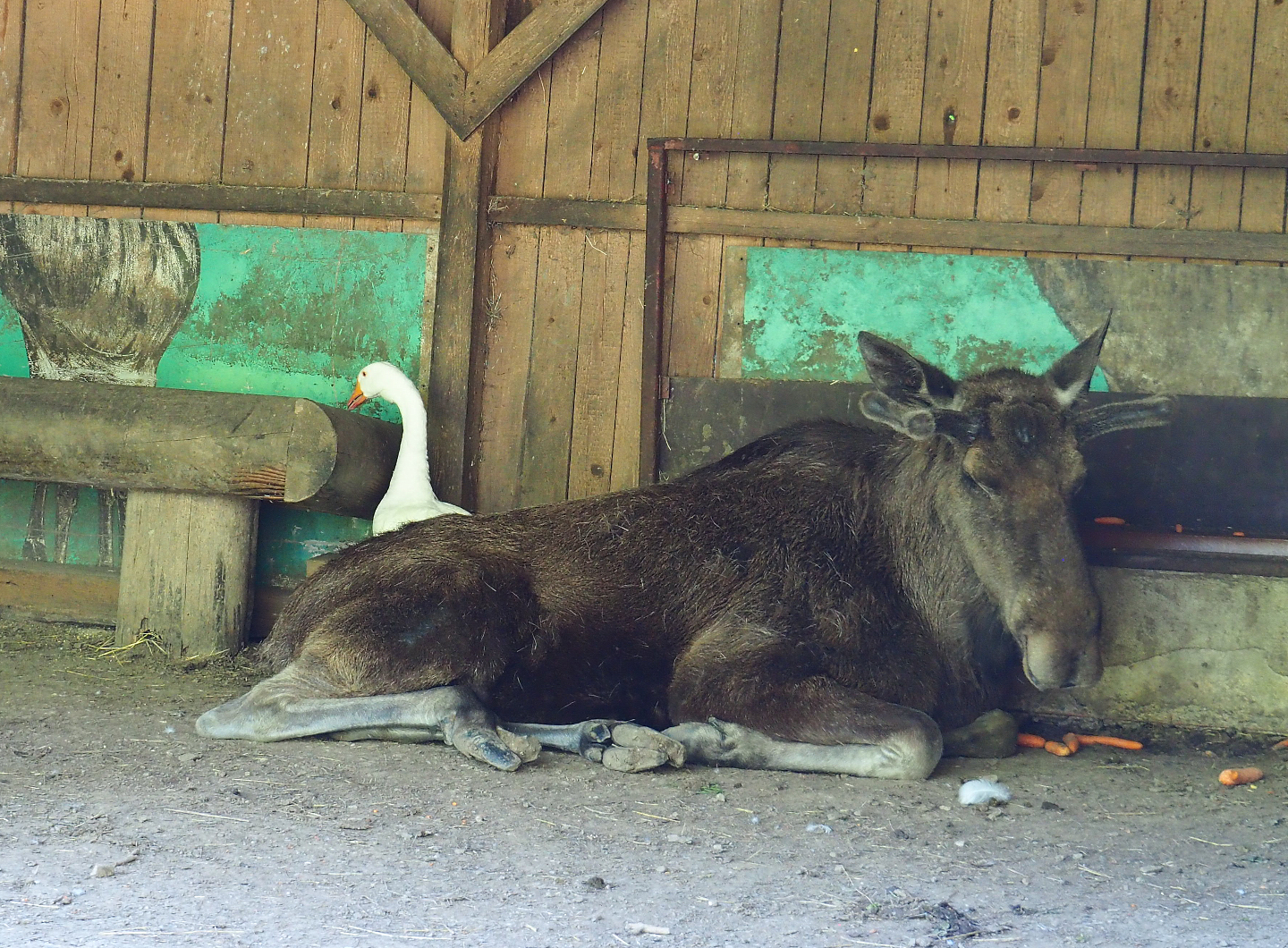 European moose bull (Alces alces alces) and White domestic goose (Anser anser domesticus), 2021-05-29