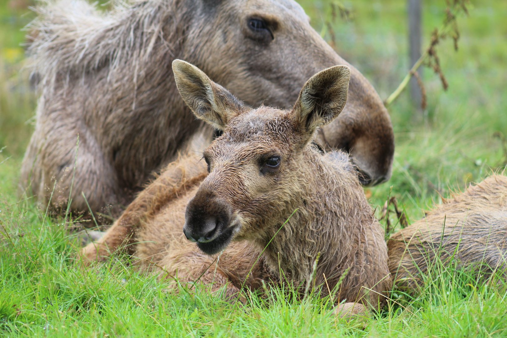 European Moose Calf