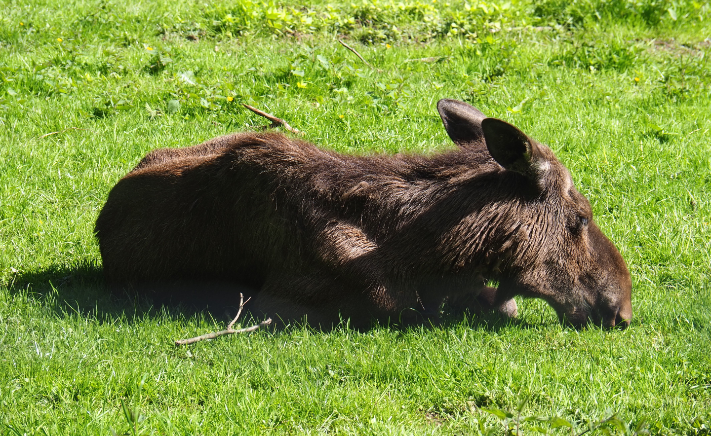 European moose cow (Alces alces alces), 2021-05-29