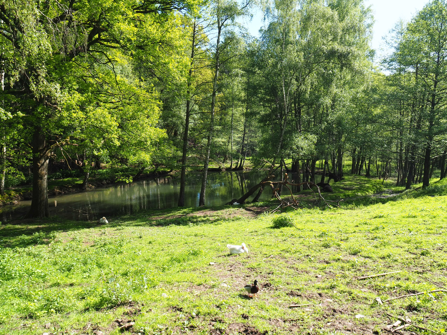 European moose, Domestic goose and Mute swan exhibit, 2021-05-29