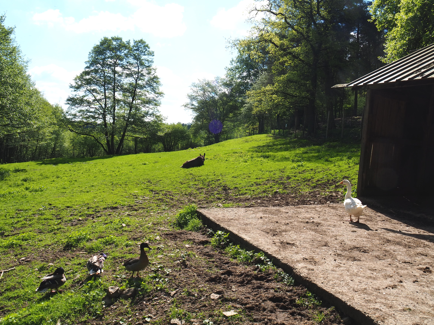 European moose, Domestic goose and Mute swan exhibit, 2021-05-29