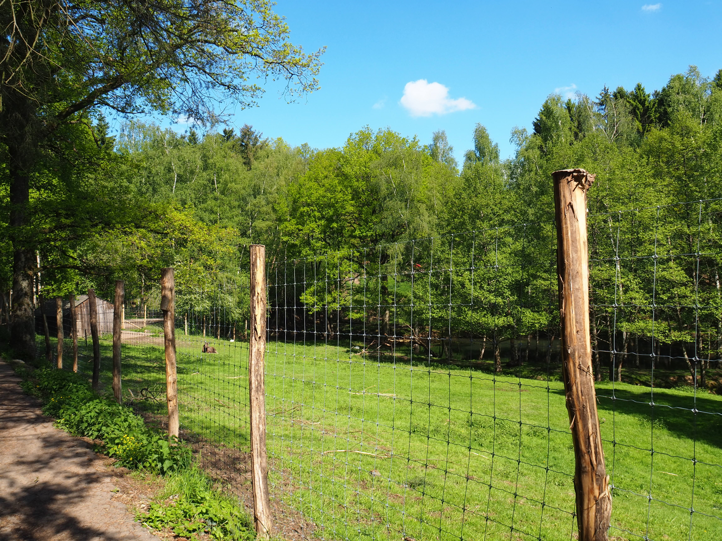 European moose, Domestic goose and Mute swan exhibit, 2021-05-29