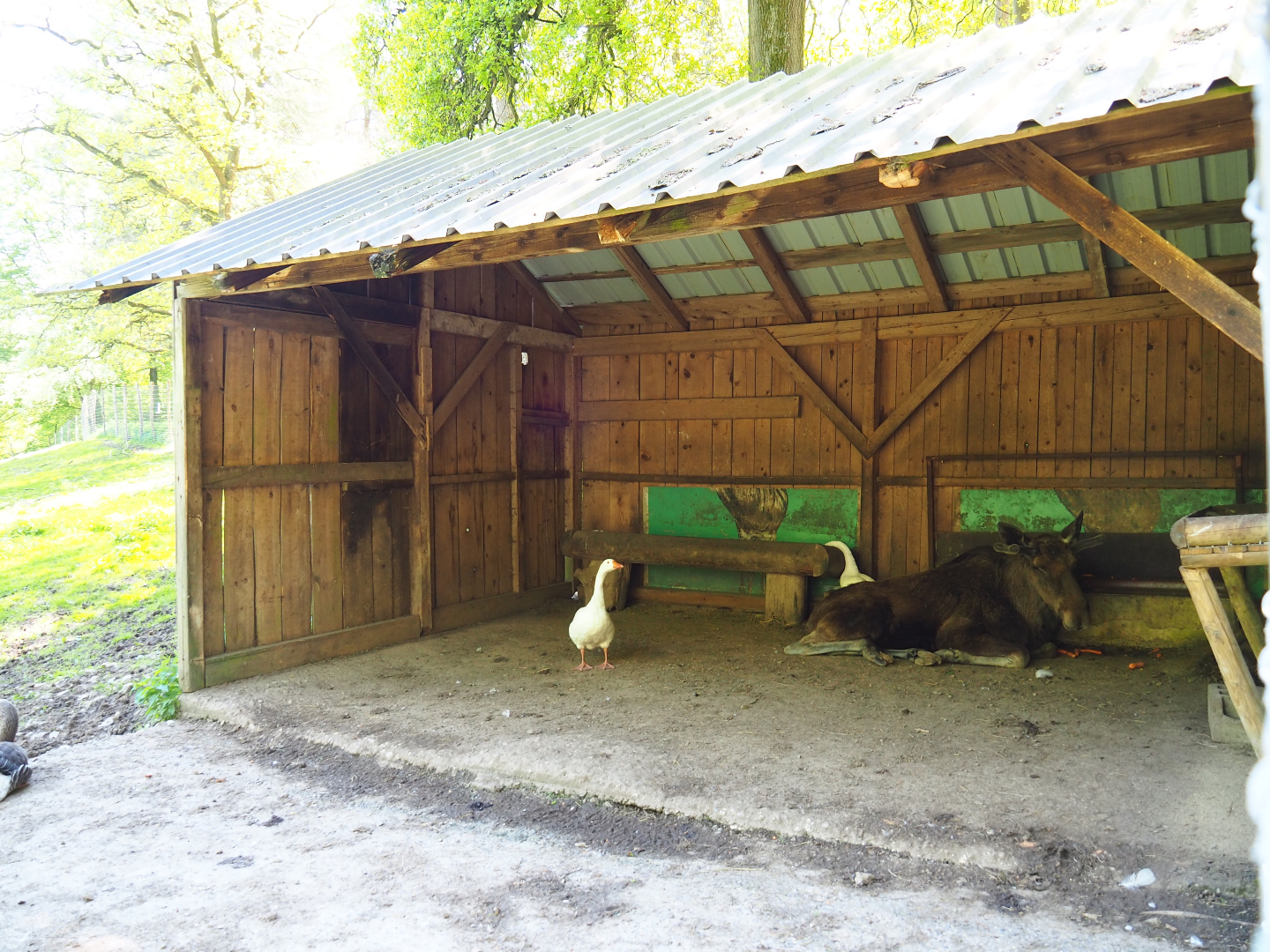 European moose, Domestic goose and Mute swan shelter, 2021-05-29