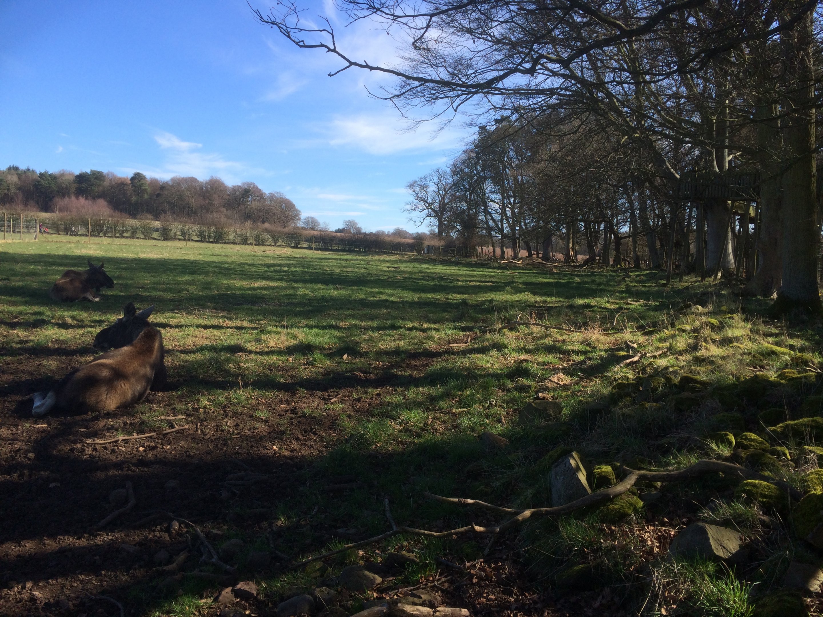 European moose enclosure
