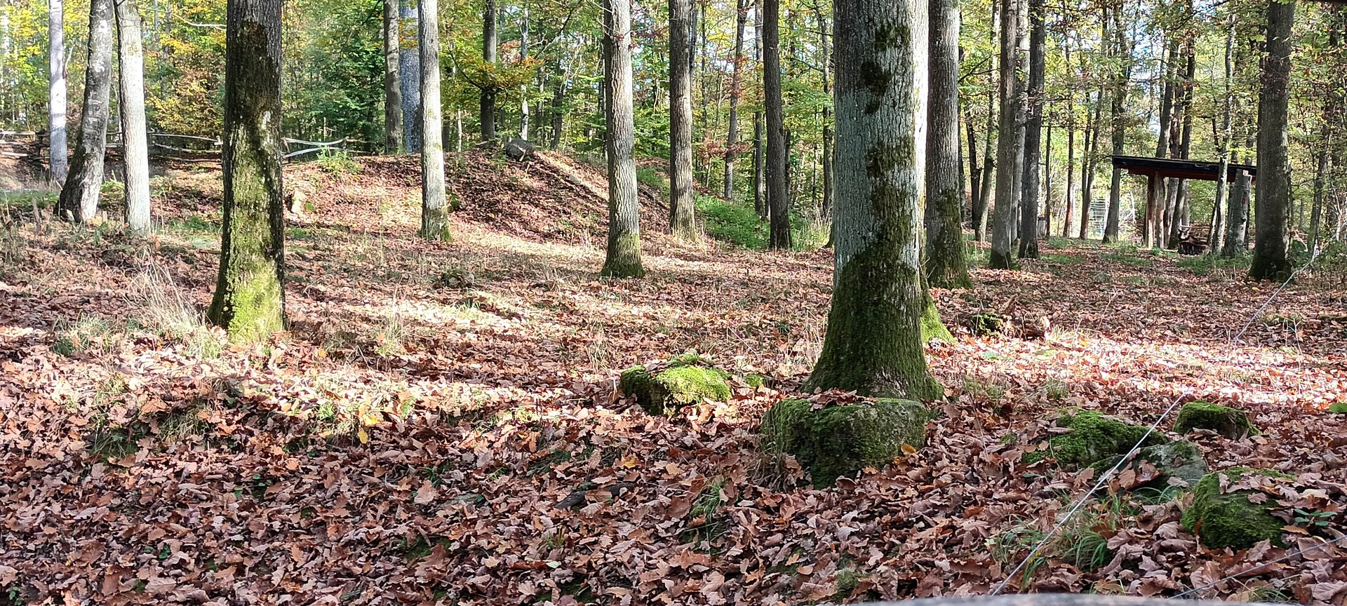 European Moose Enclosure