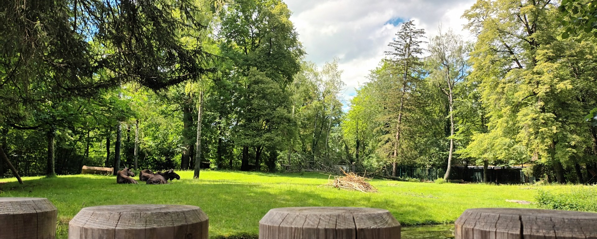 European Moose Enclosure