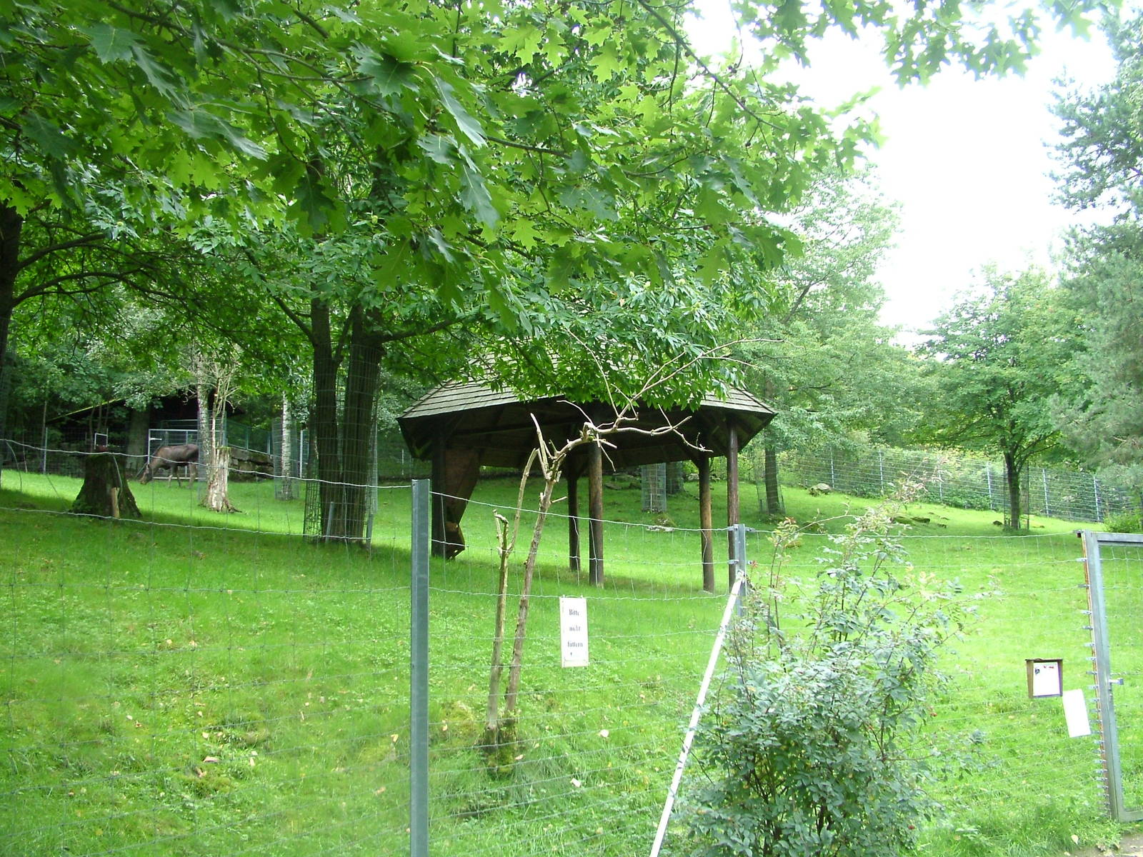 European Moose Exhibit at Opel-Zoo Kronberg, 30/08/10