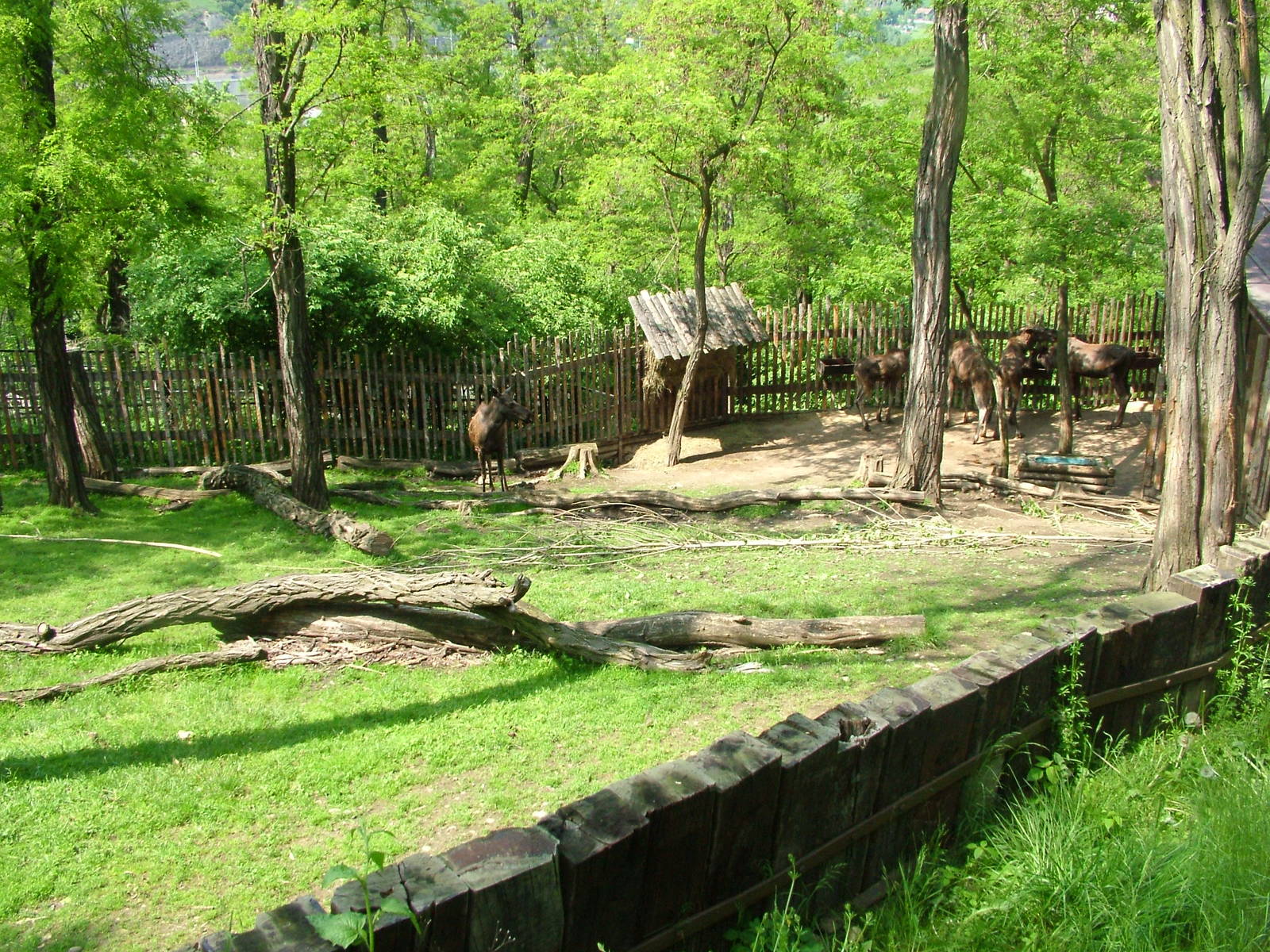 European Moose exhibit at Prague, 24/05/10