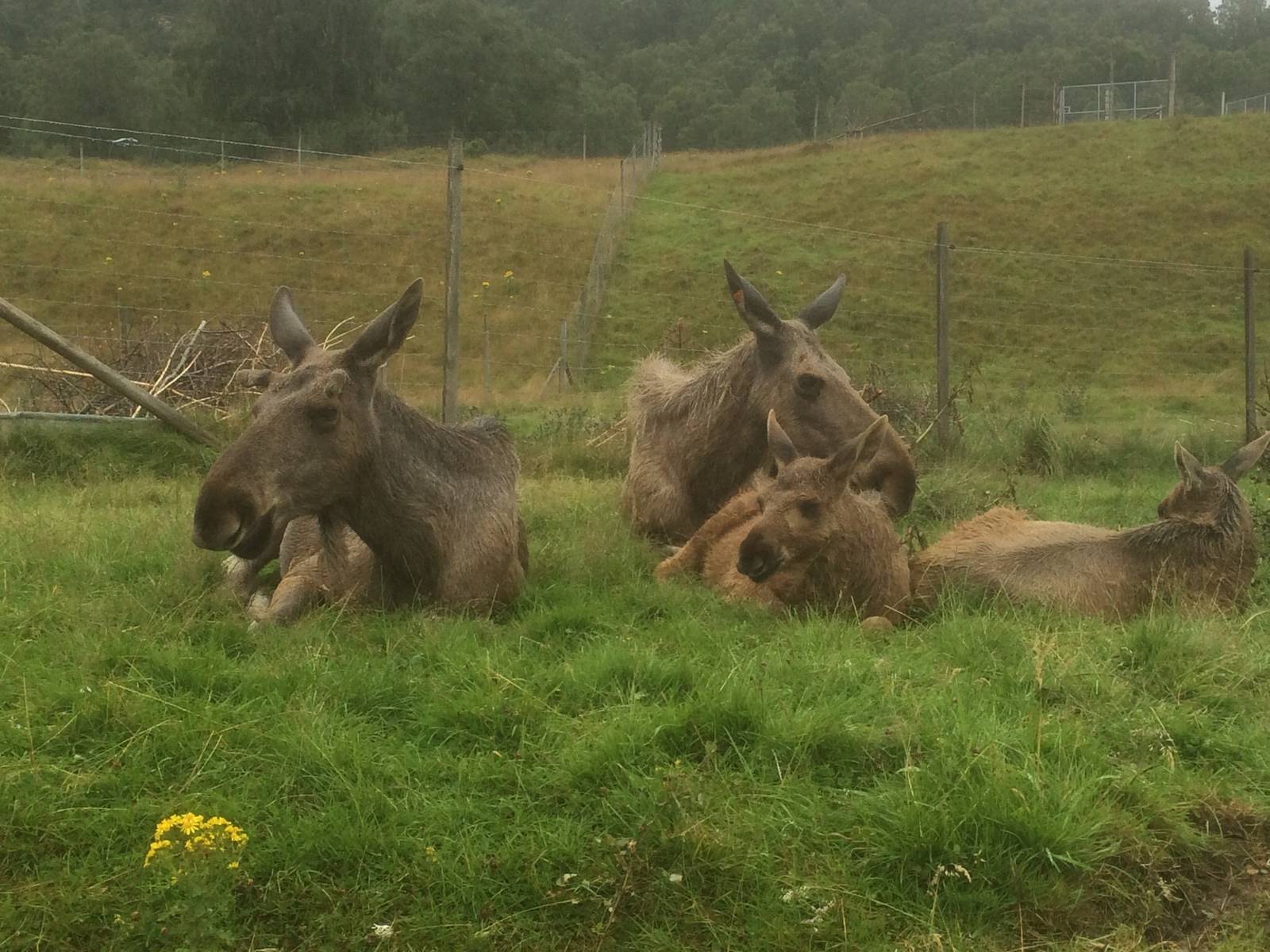 European moose family