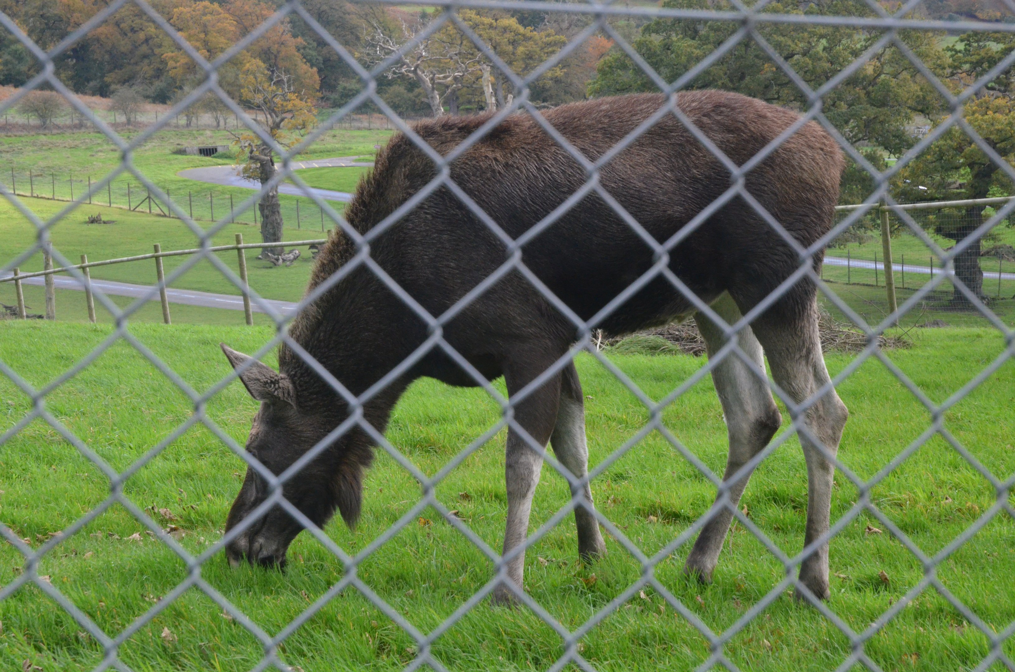 European Moose (from Lemur Walkthrough) at Longleat, 03/11/19