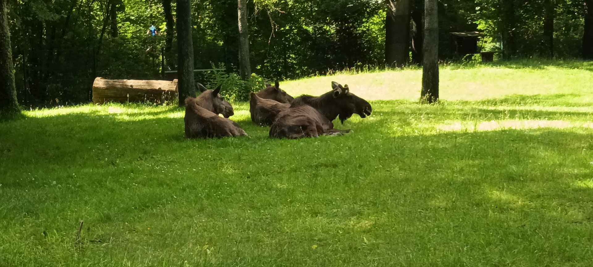 European Moose Herd