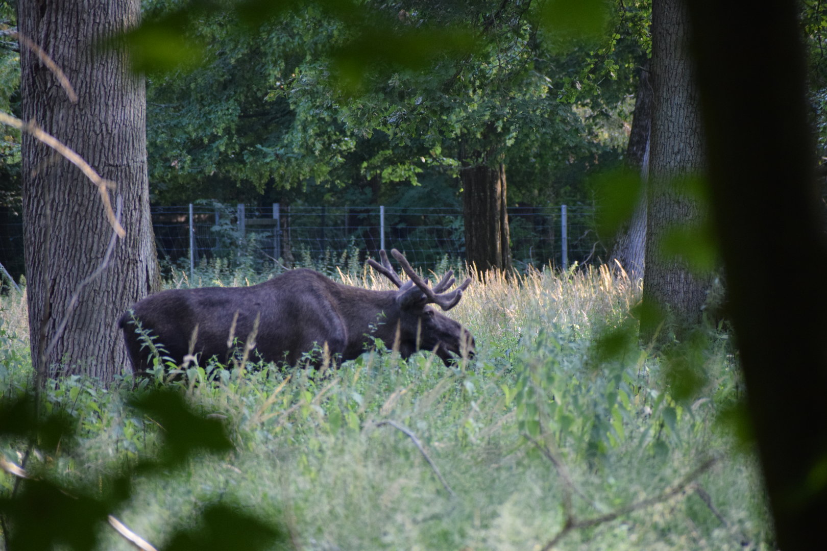 European moose - July 2023