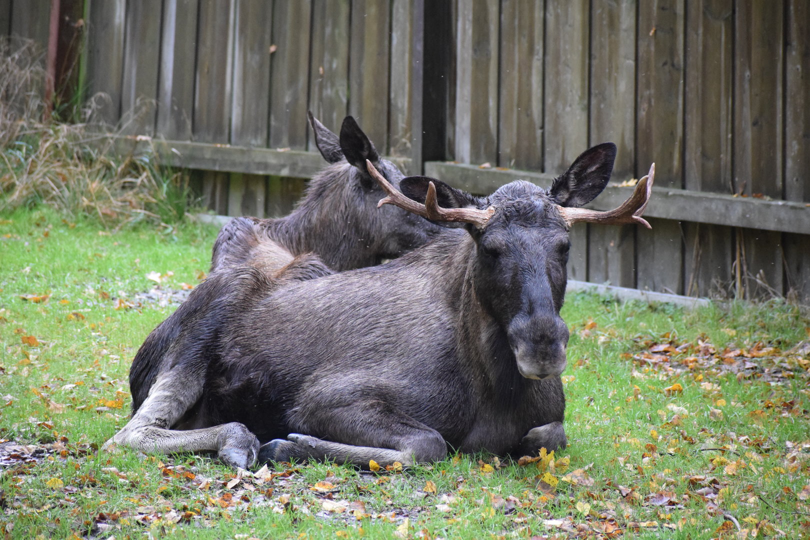 European moose - October 2023