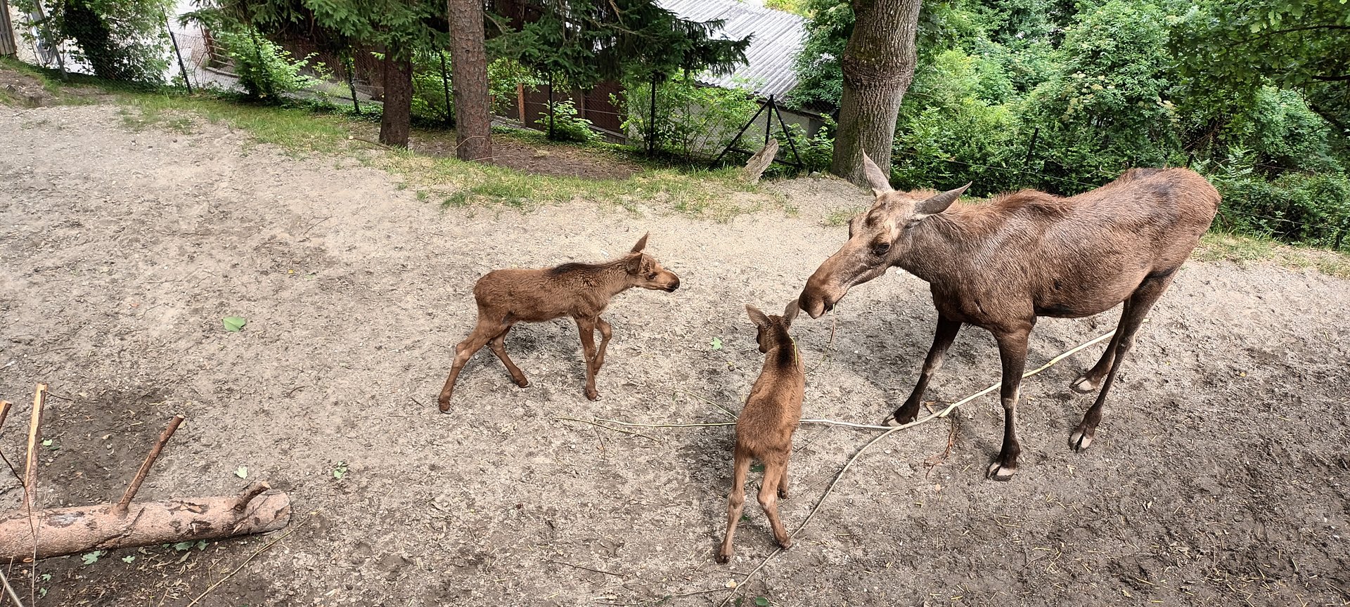 European Moose Twins and their Mother