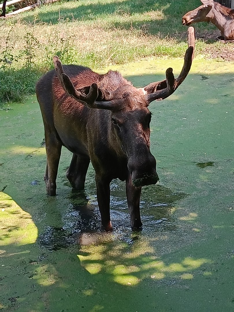 European Moose wading - Northern Forest