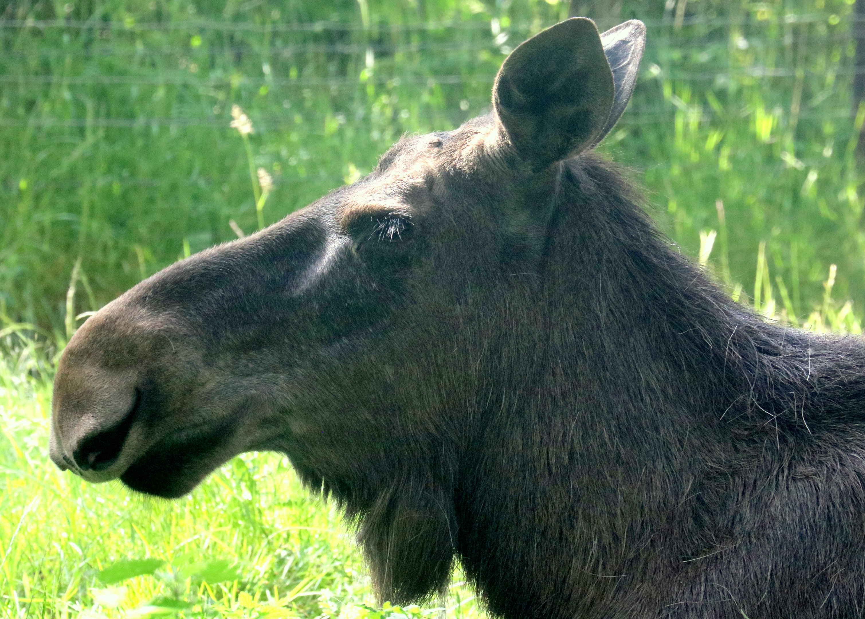 European moose; Wildwood; 28th June 2019