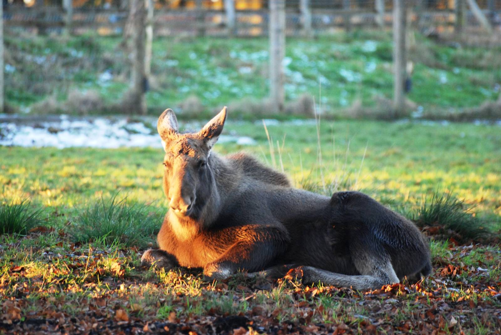 European Moose Youngster at Whipsnade, 07/12/12