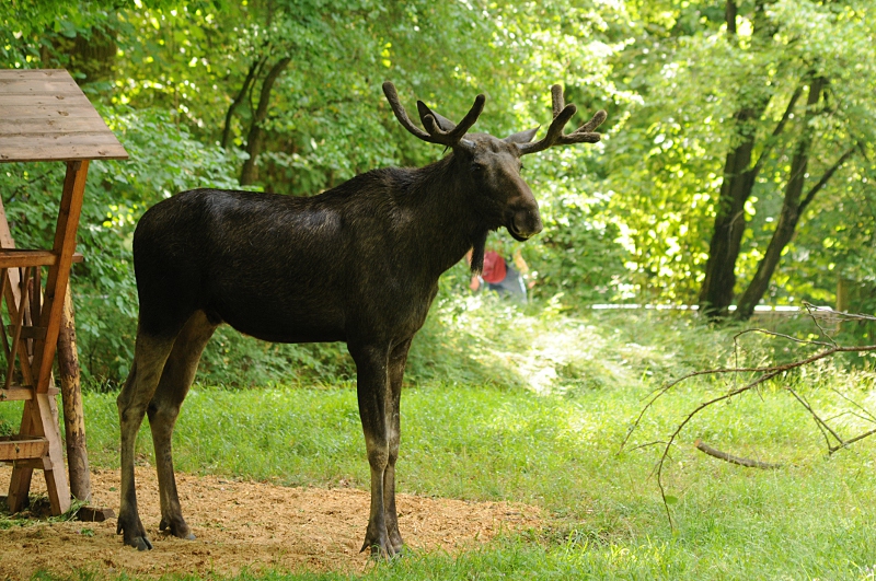 European moose