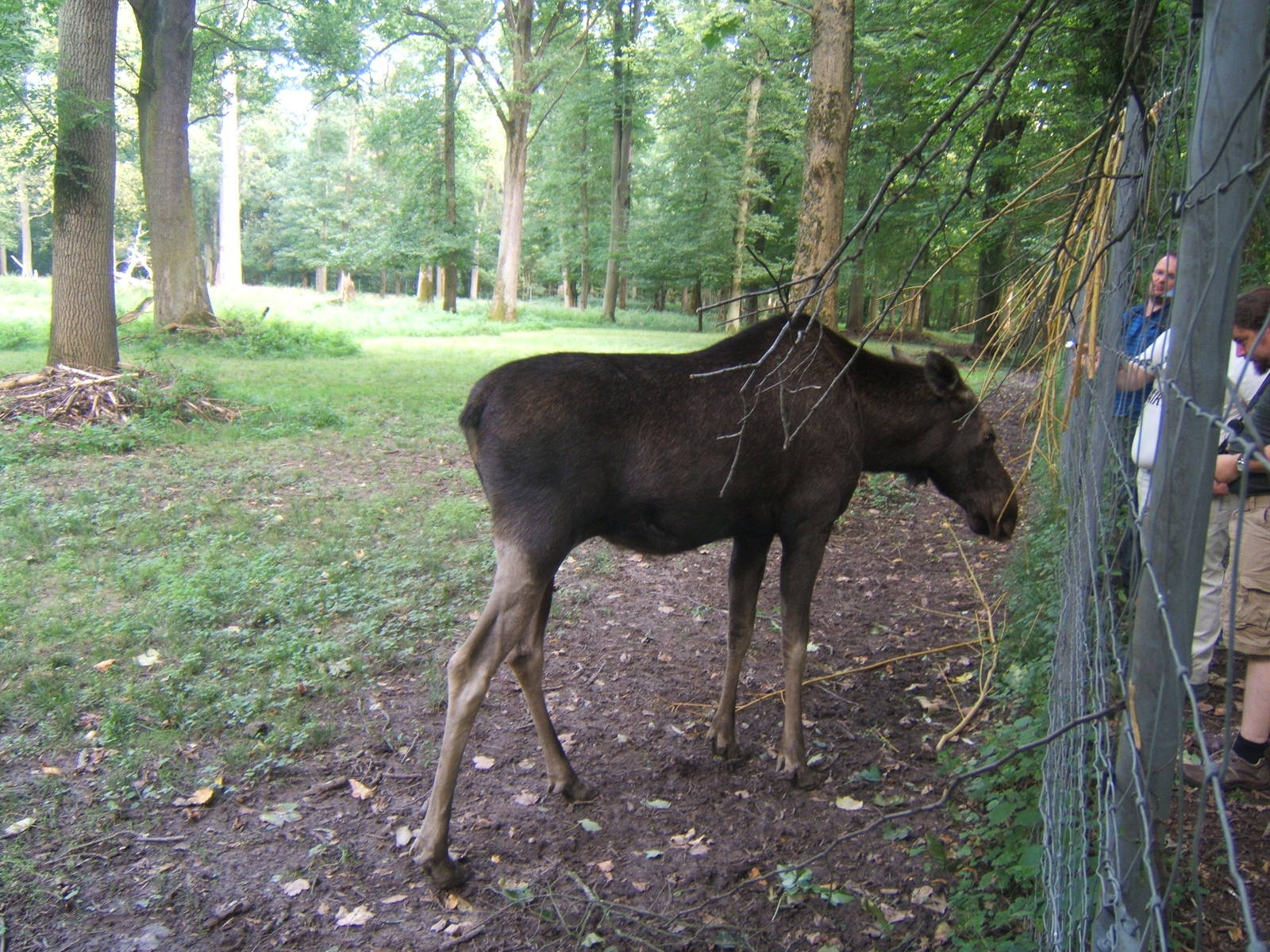 European Moose