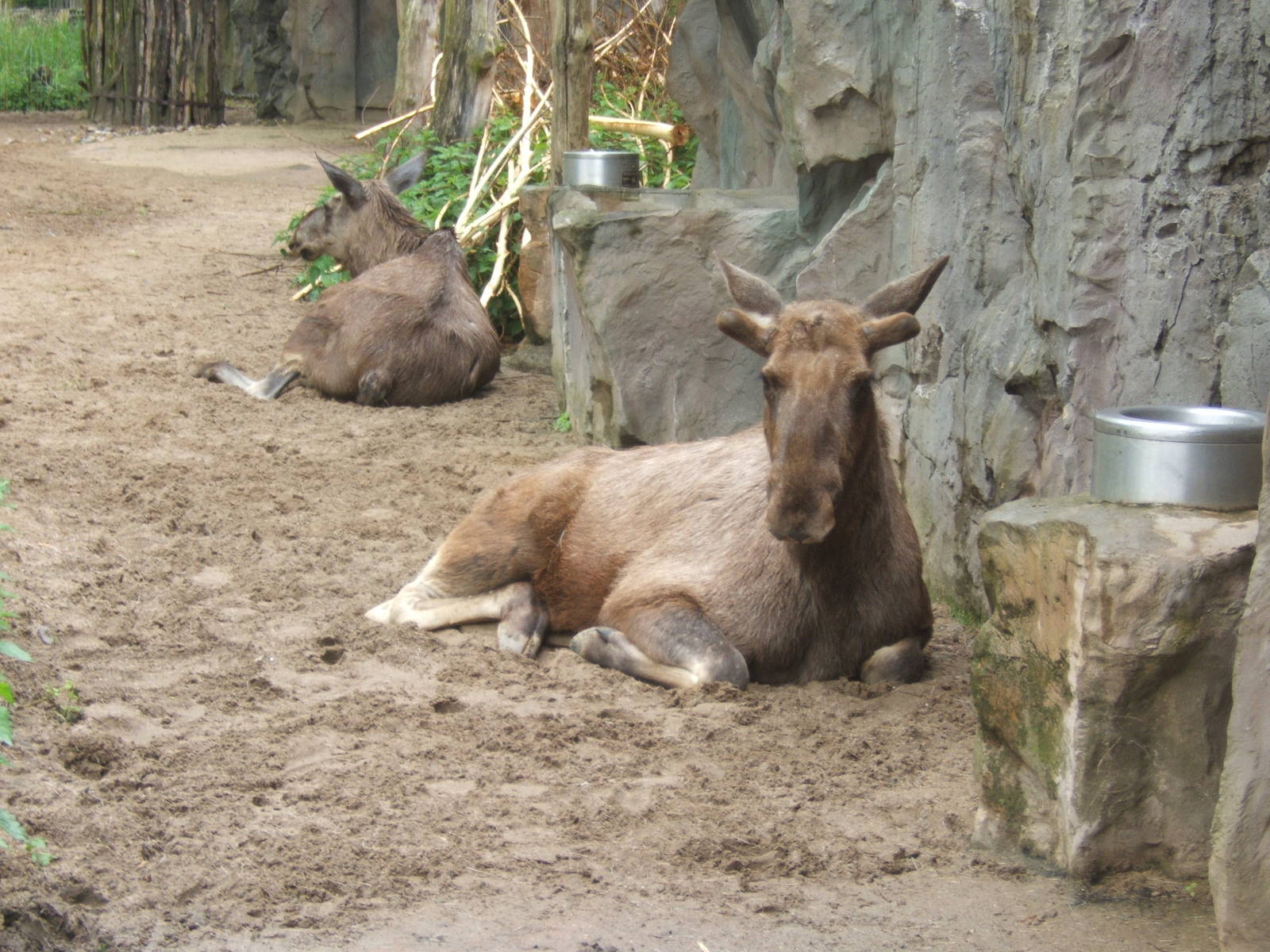 European Moose