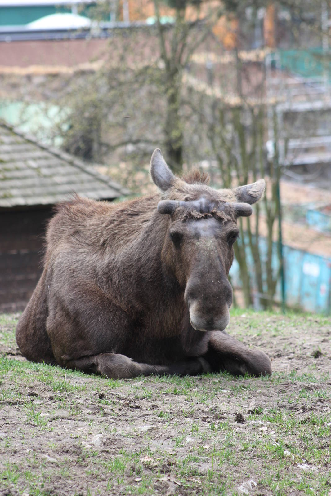 European moose