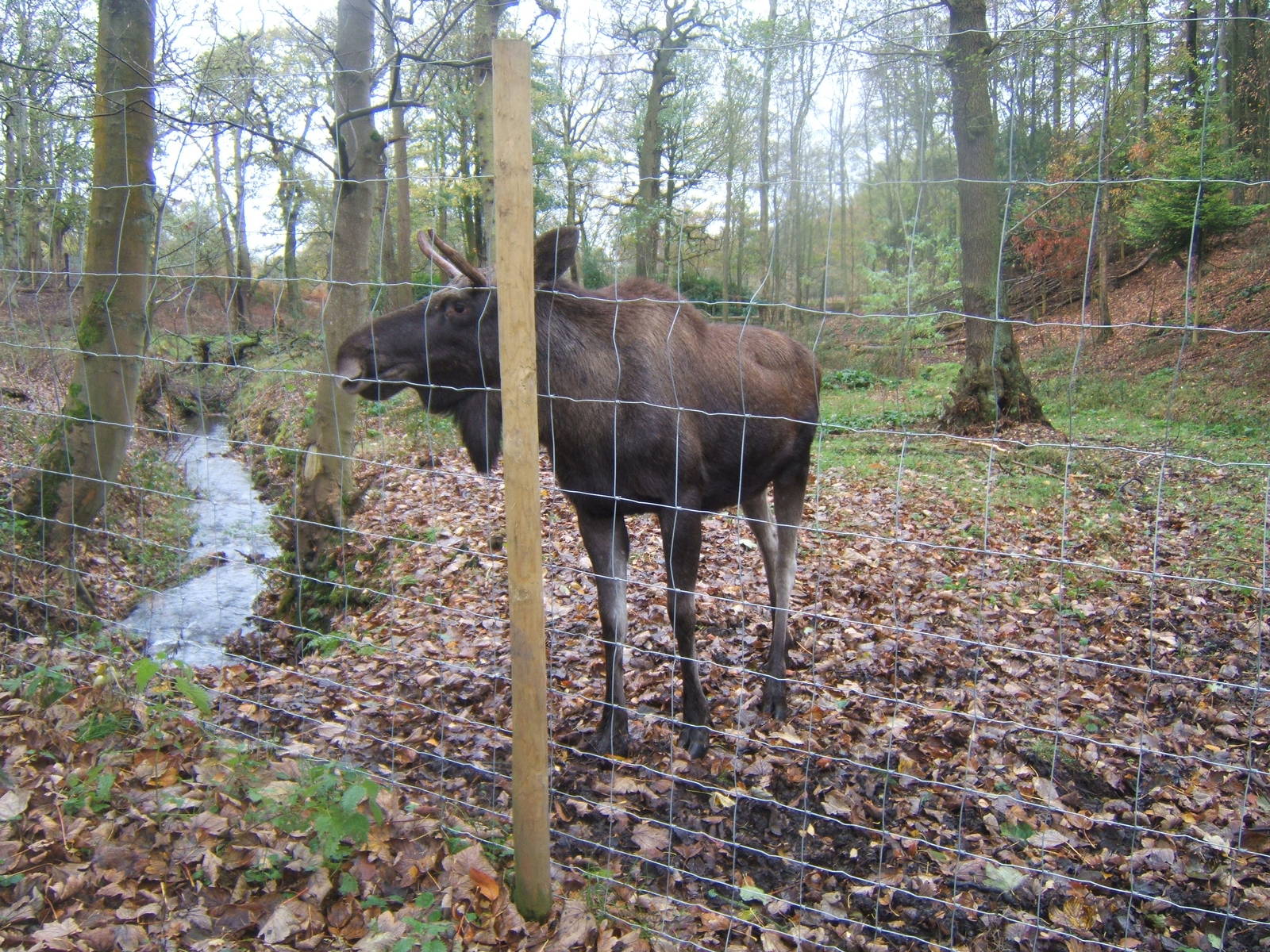 European Moose