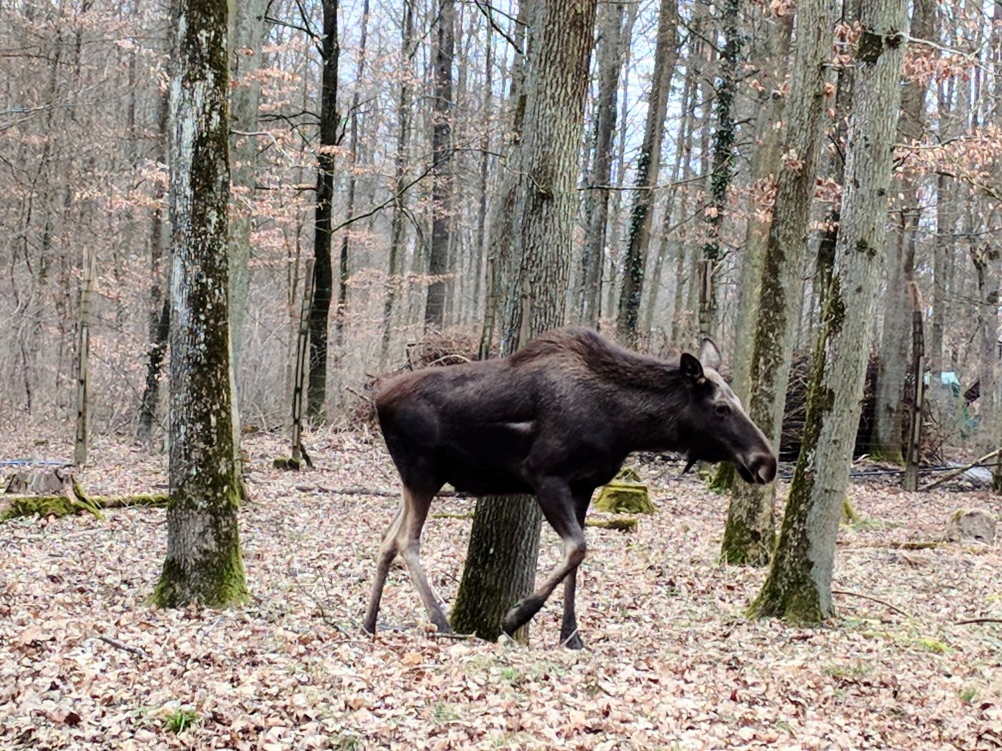 European Moose