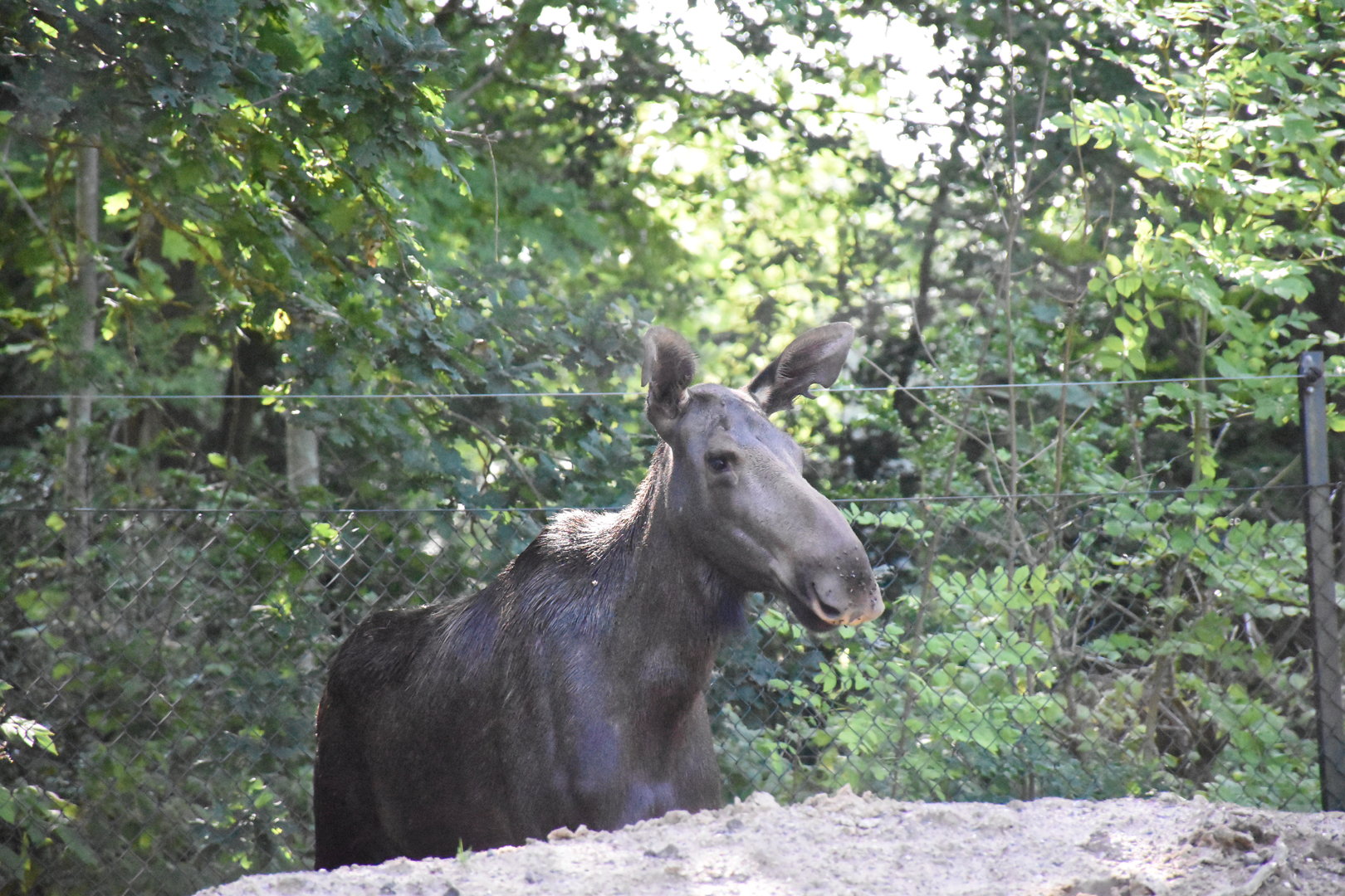 European moose