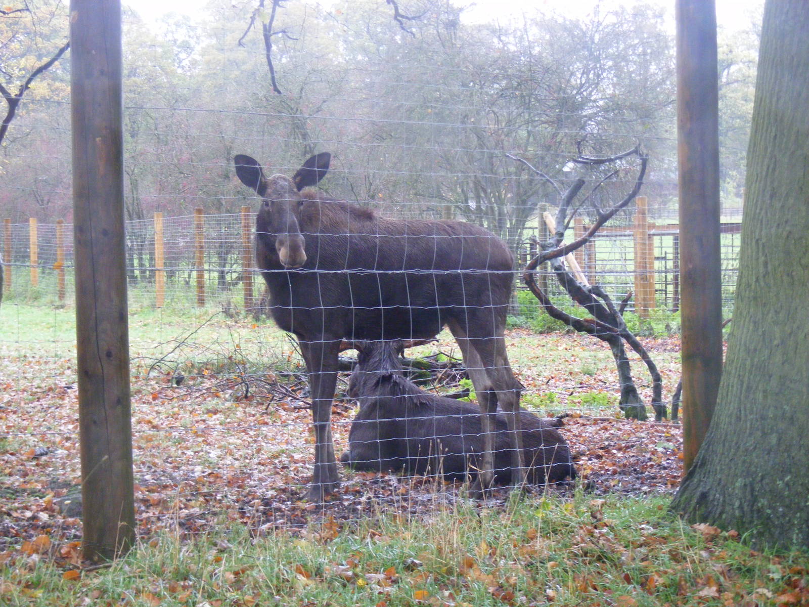 European mooses (elks) at Whipsnade Zoo, 11 November 2010