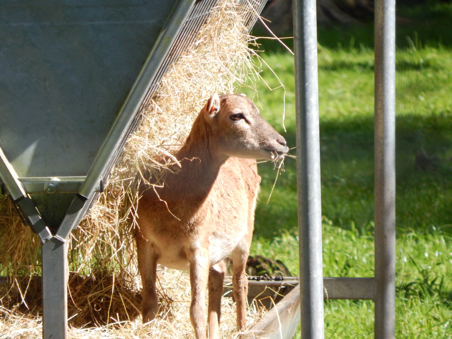 European mouflon 130924