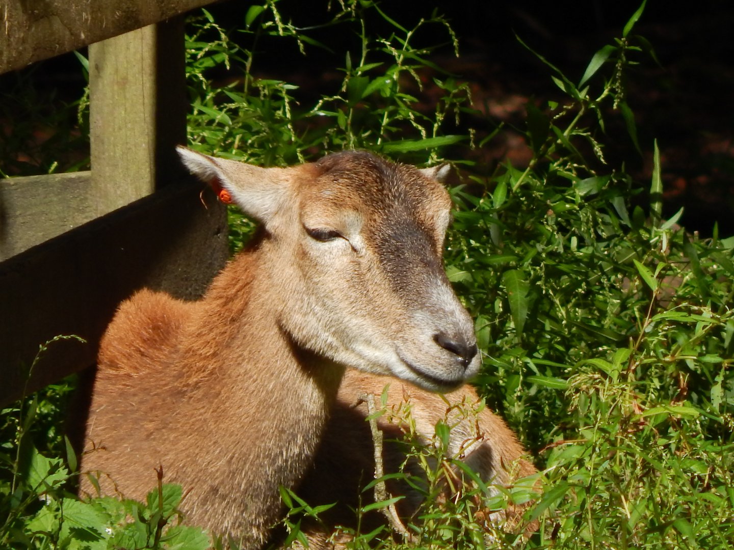 European mouflon 130924