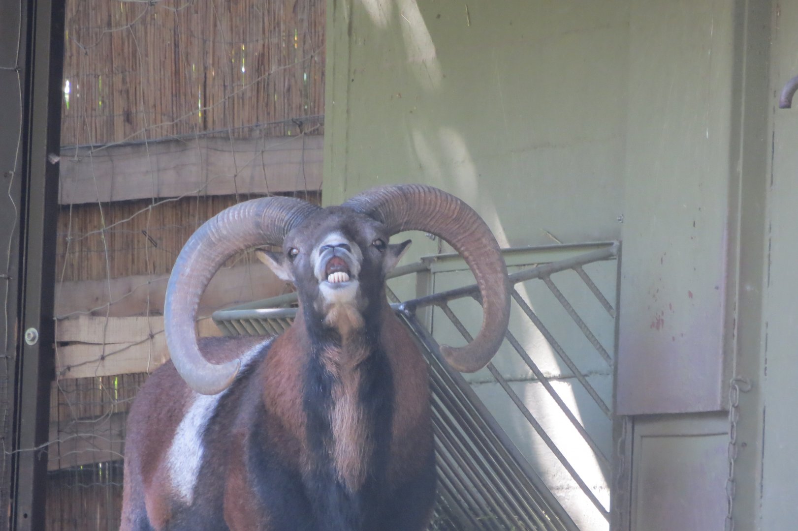 European mouflon 171018