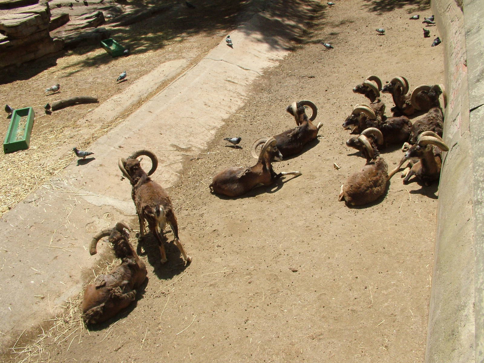 European Mouflon at Barcelona, 30/05/11