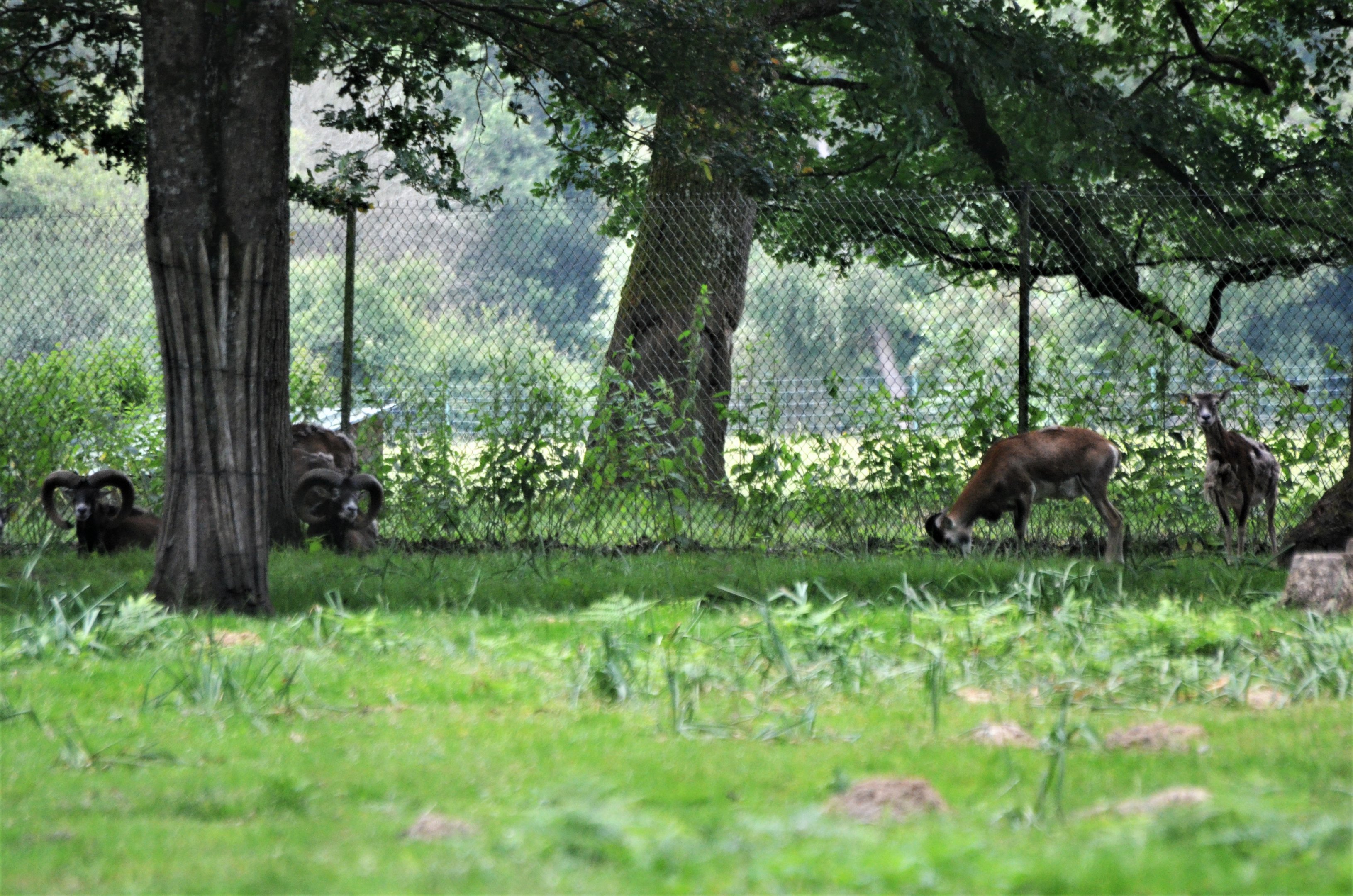 European Mouflon at Haute-Touche, 14/06/18