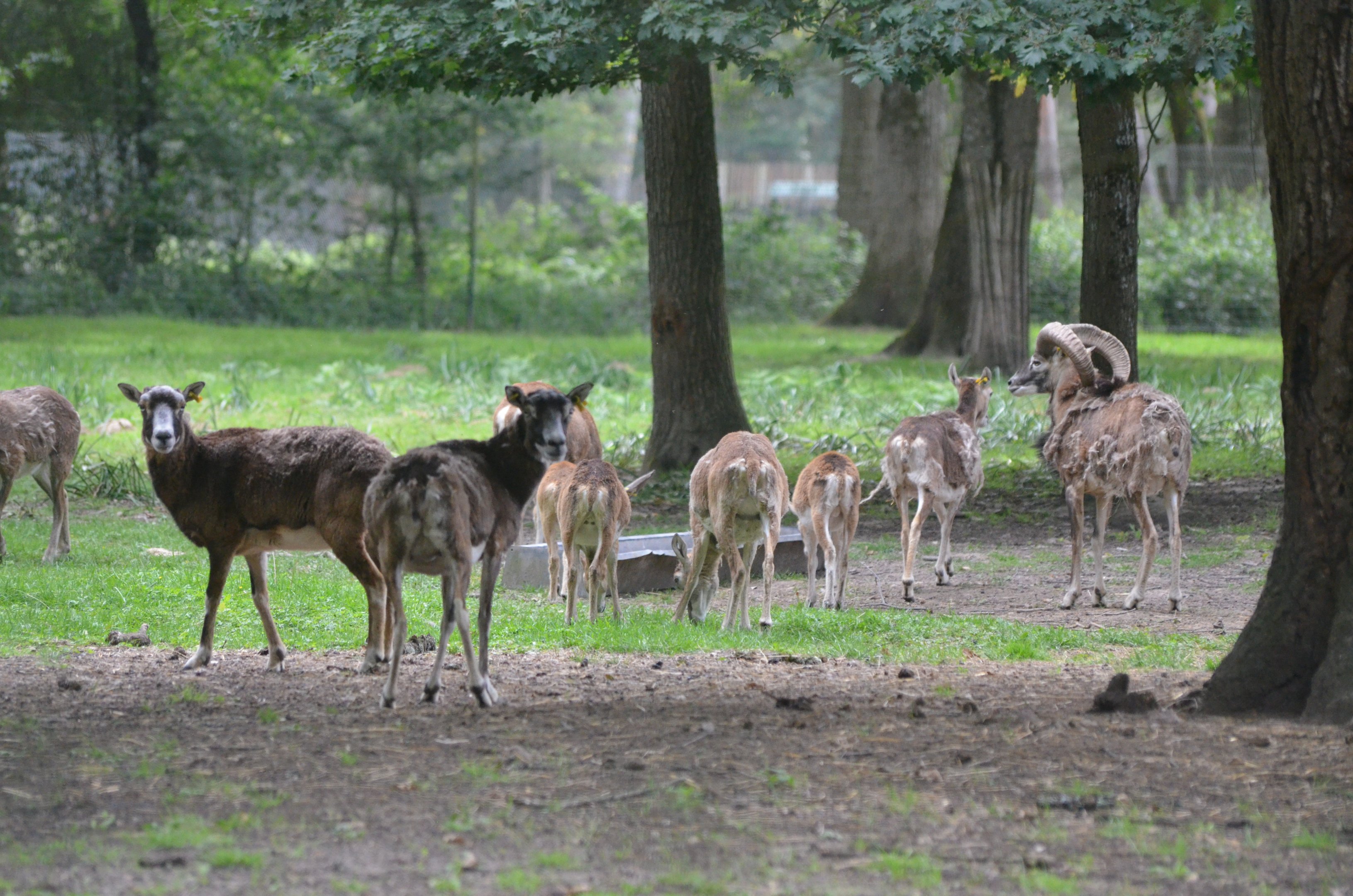 European Mouflon at Haute-Touche, 14/06/18