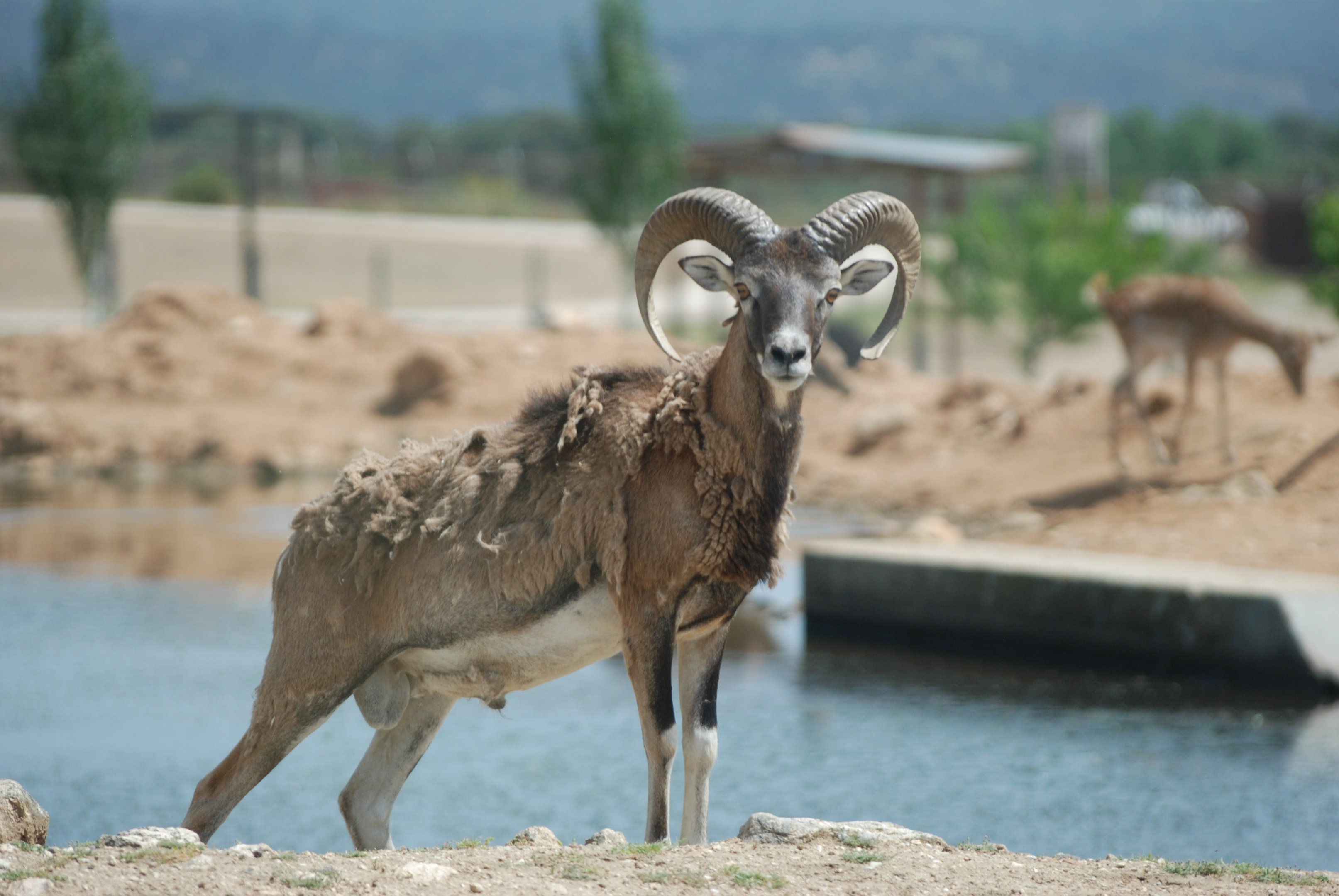 European Mouflon at Safari Madrid, 19th May 2022