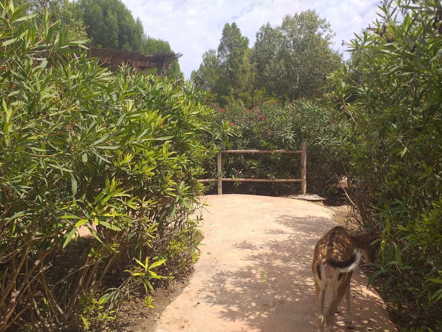 European mouflon, Common fallow deer and Spanish red deer exhibit -TerraNatura Benidorm (2021)