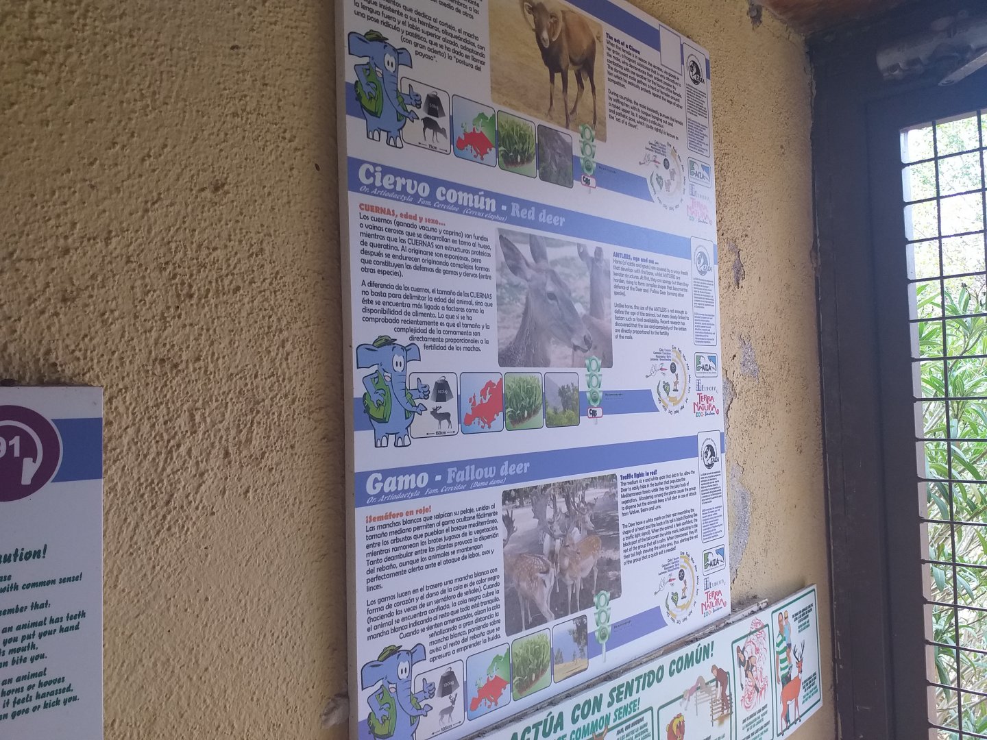 European mouflon, Common fallow deer and Spanish red deer signae -TerraNatura Benidorm (2021)